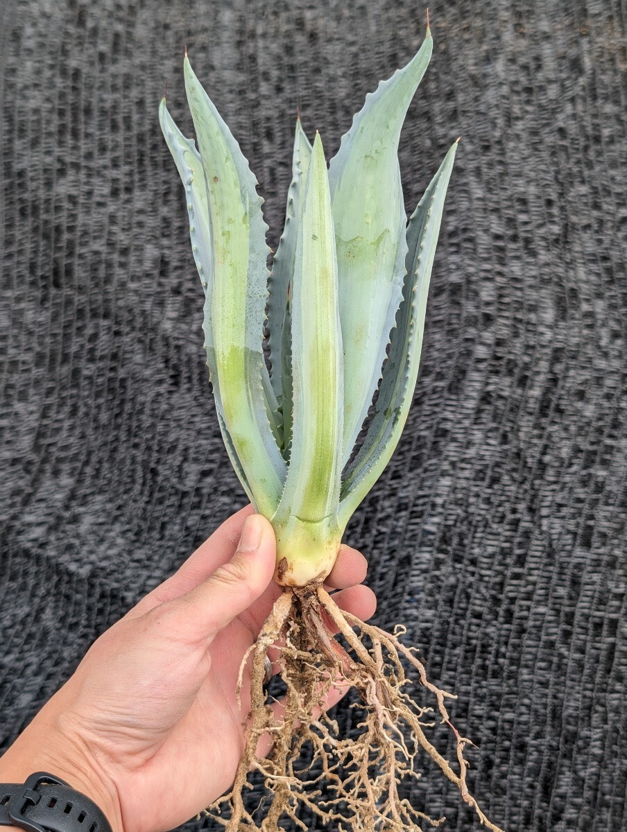 アガベ アメリカーナ エクスパンサ パリーダ レモンライム 抜き苗発送 Agave americana expansa pallida lemonlimeの画像7