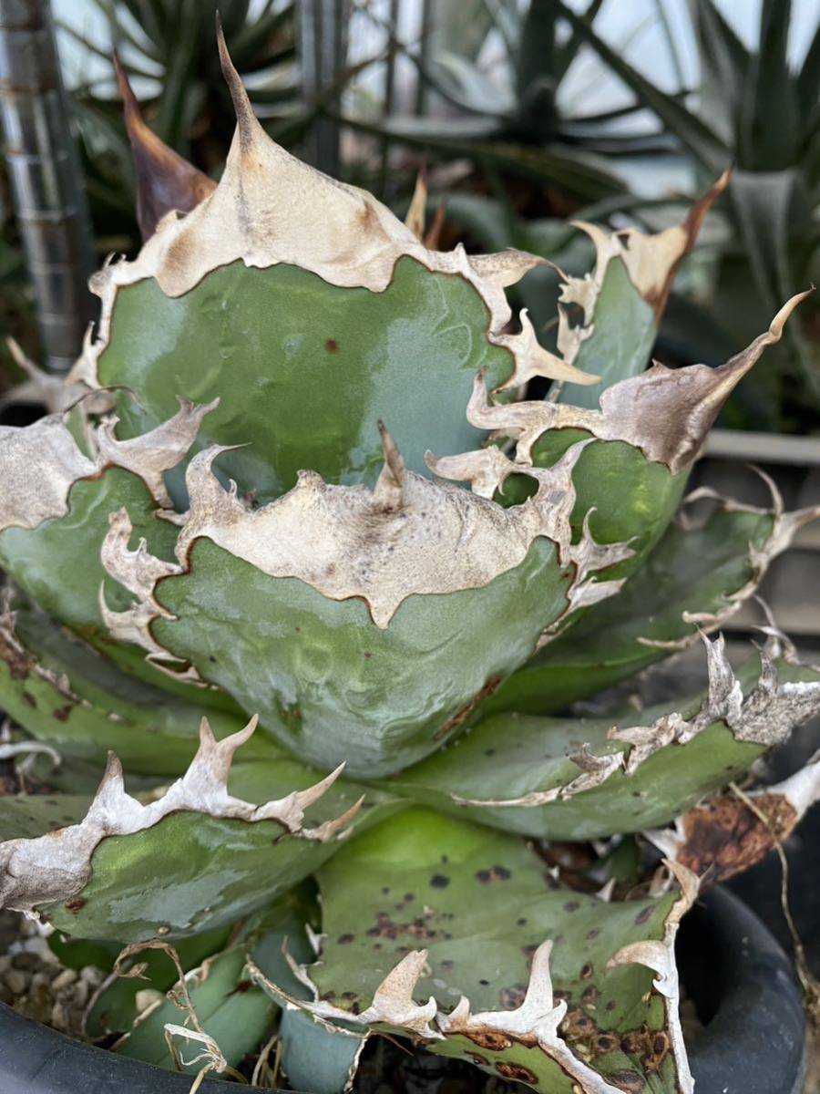 アガベ チタノタ Agave titanota Shark Shoui Dwarf Blue イタリアPUP の画像1