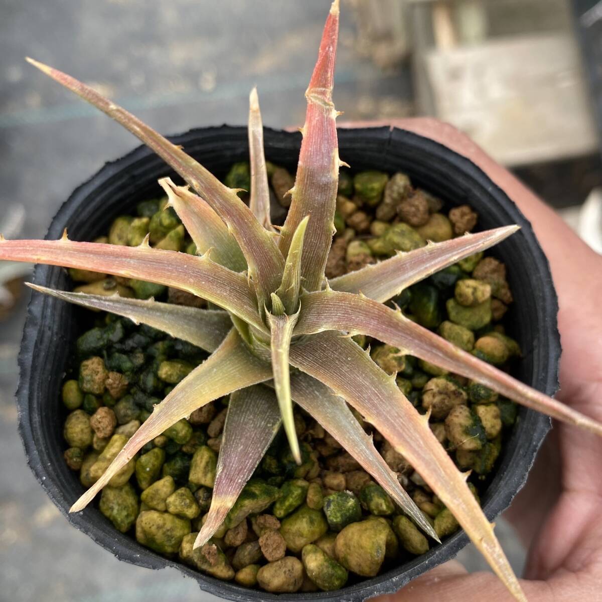 Dyckia 'samed Rtp' 'Andaman' ディッキア アンダマン_画像3