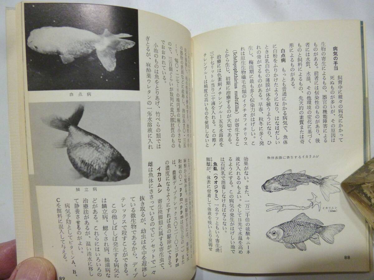 ☆カラーブックス 保育社 錦鯉 魚拓 金魚 ３冊 ☆の画像6