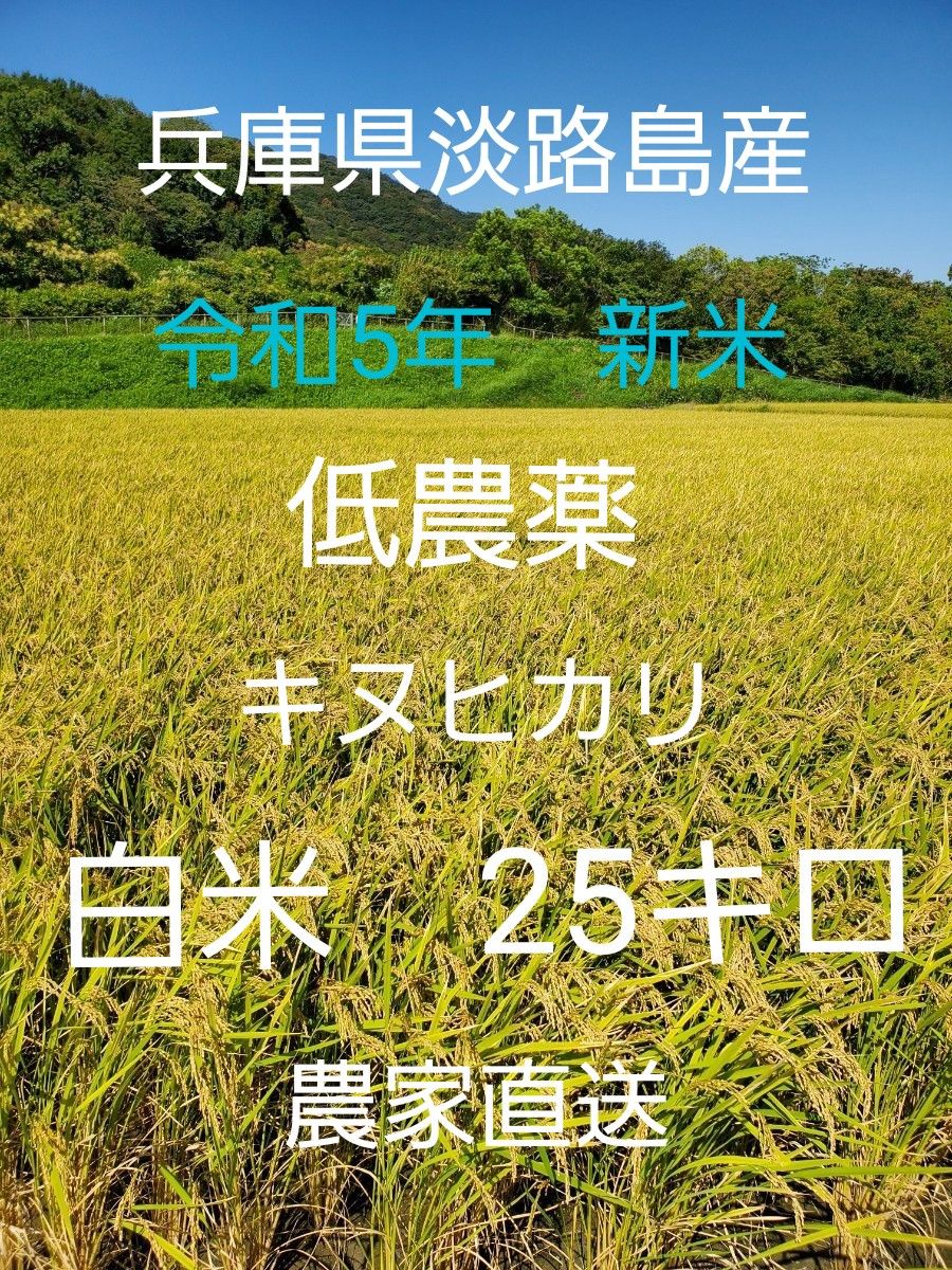 【令和5年新米】兵庫県淡路島産キヌヒカリ25キロ(低農薬白米)農家直送