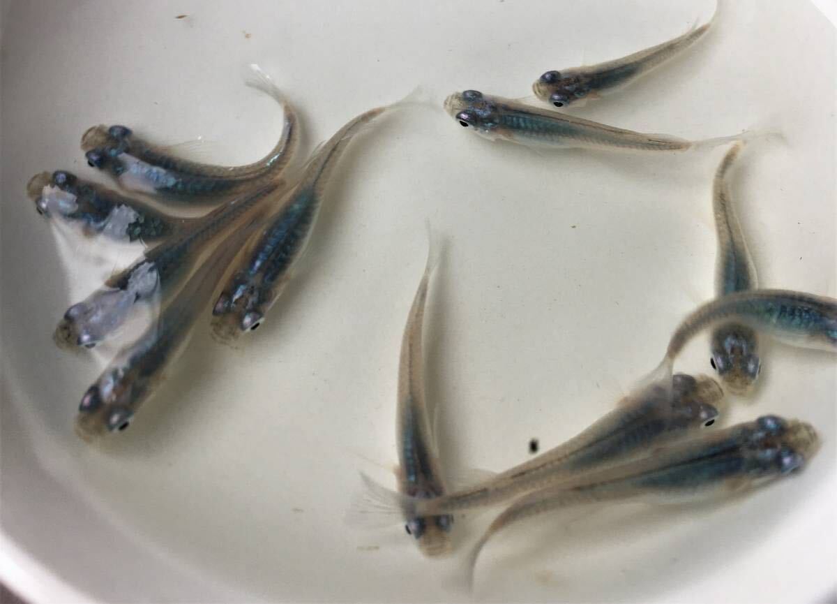 めだかP(^^♪深海・ブルー・しんかい・メダカ・生体の若魚S,Mサイズ20匹＋αです。の画像5
