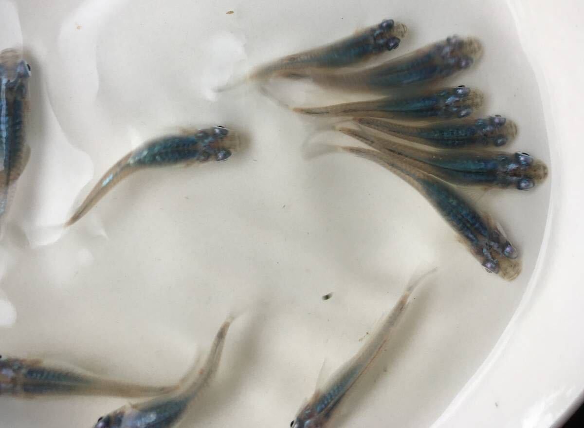 めだかP(^^♪深海・ブルー・しんかい・メダカ・生体の若魚S,Mサイズ20匹＋αです。の画像9