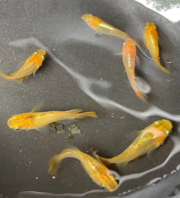 めだかP(^^♪べっこうダルマ・半だるま・黄色・生体 若魚SS,Sサイズ8匹＋αです。の画像3