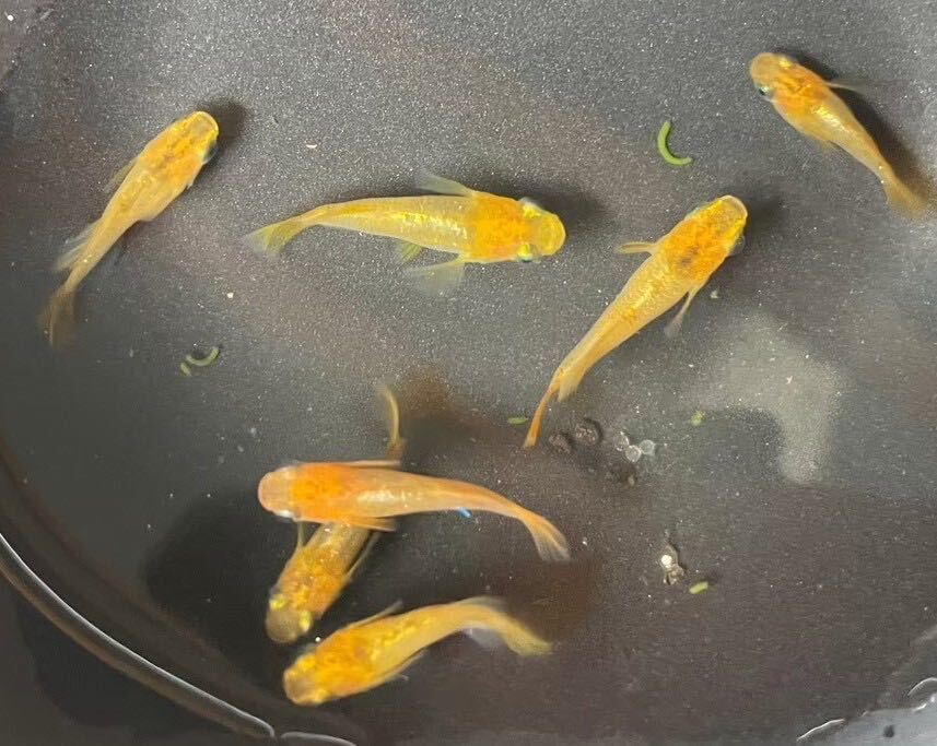 めだかP(^^♪べっこうダルマ・半だるま・黄色・生体 若魚SS,Sサイズ8匹＋αです。の画像5