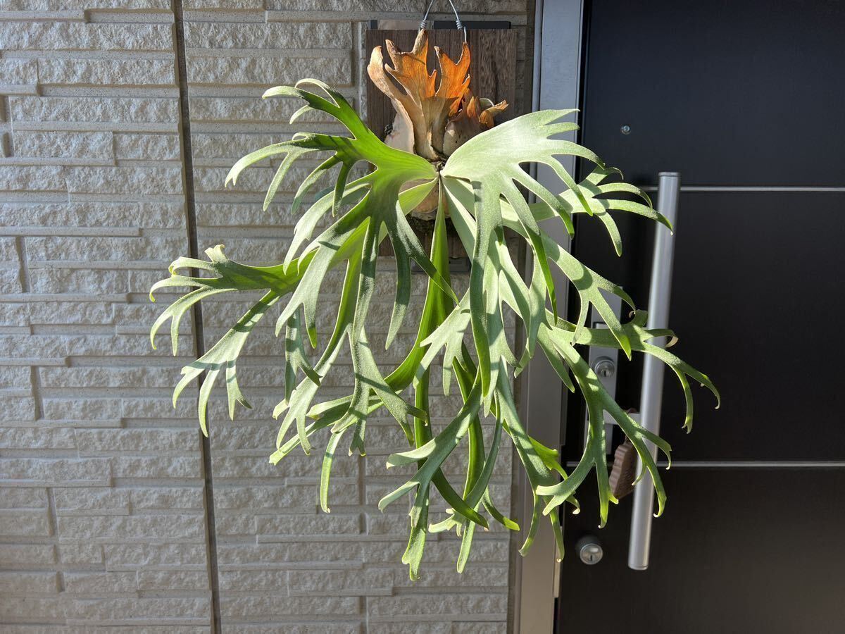 3.1 staghorn fern p.willinckii \' month light nail .\'. stock 