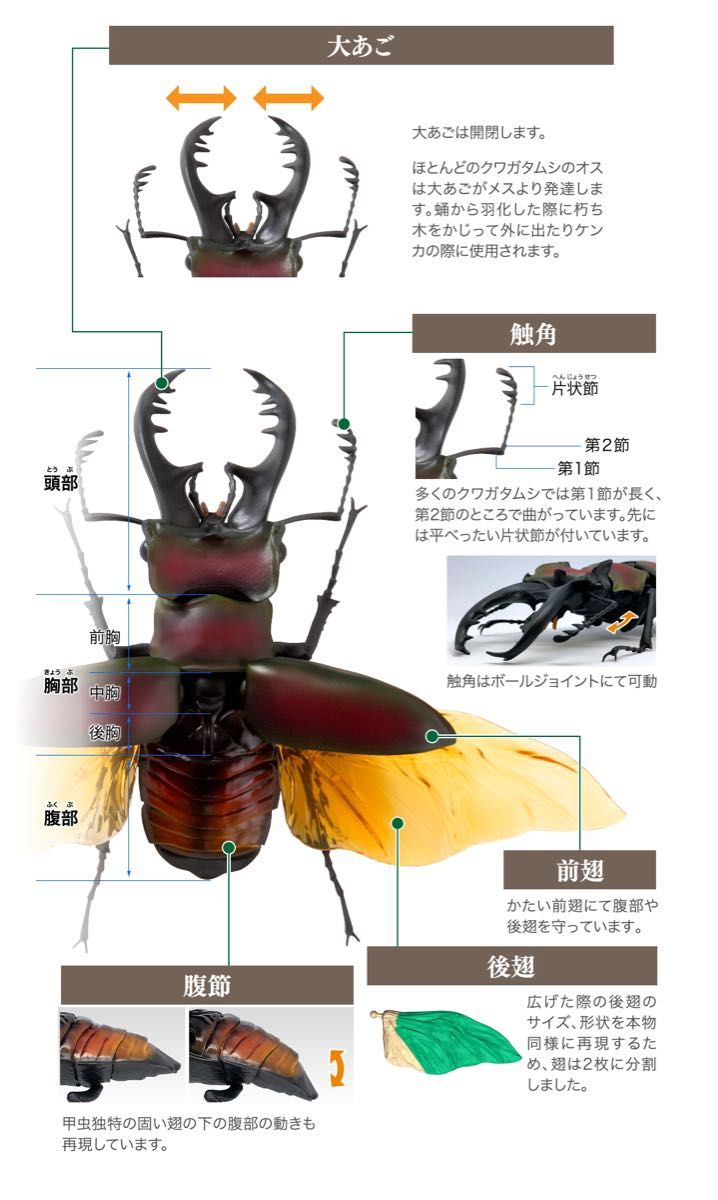 【新品】　マンディブラリスフタマタクワガタ　いきもの大図鑑くわがた02　バンダイ　生き物　ガチャ