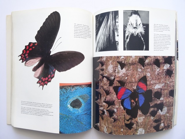 洋書◆蝶の写真集 本 昆虫 チョウ 蝶々 ケル・ブロック・サンドヴェッド