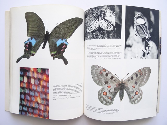 洋書◆蝶の写真集 本 昆虫 チョウ 蝶々 ケル・ブロック・サンドヴェッド