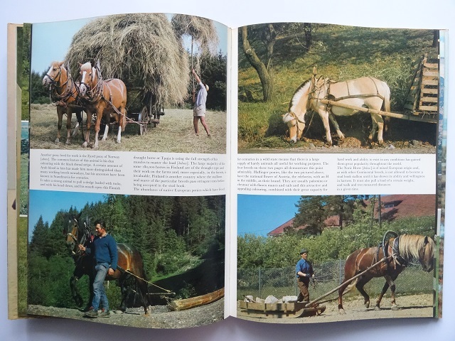 洋書◆馬の写真集 本 アン・オールコック 動物_画像5