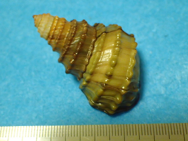 貝の標本・貝殻：モウソウカイ(ヤンツンハイ)コブタニシ 蓋付（淡水貝類）_画像2