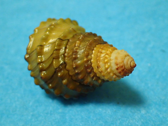 貝の標本・貝殻：モウソウカイ(ヤンツンハイ)コブタニシ 蓋付（淡水貝類）_画像4