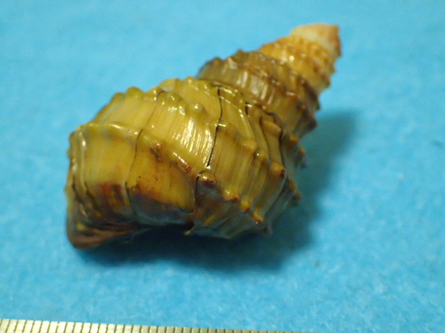 貝の標本・貝殻：モウソウカイ(ヤンツンハイ)コブタニシ 蓋付（淡水貝類）_画像5