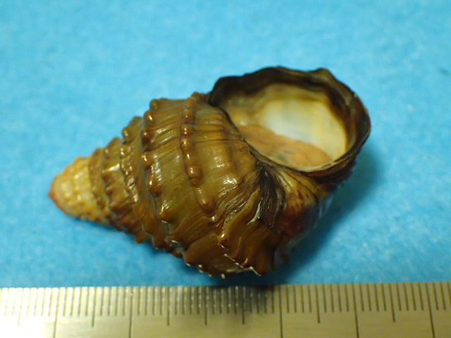 貝の標本・貝殻：モウソウカイ(ヤンツンハイ)コブタニシ 蓋付（淡水貝類）_画像6