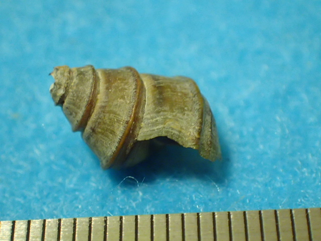 貝の標本・貝殻：クレオパトラガイ 蓋付（淡水貝類）_画像5