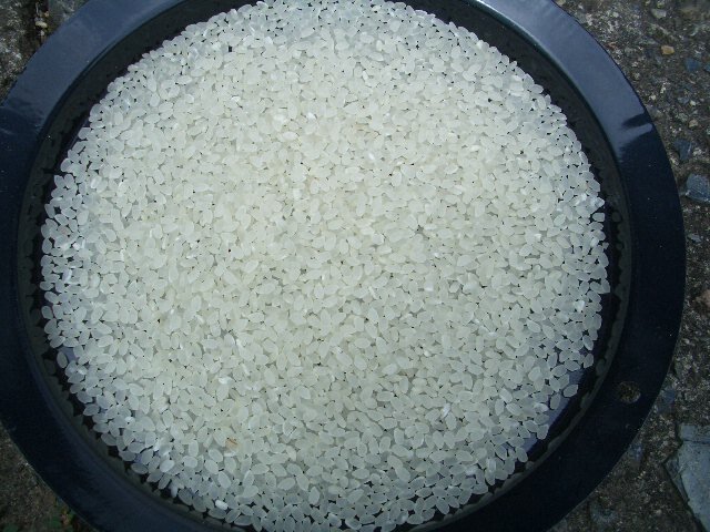 島根米令和5年産コシヒカリ白米25㎏（袋込み）送料無料_画像5