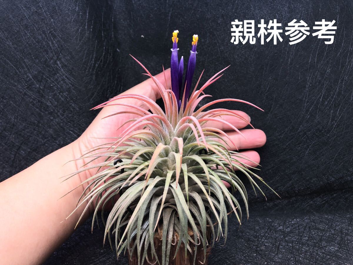 【T003】Tillandsia ionantha Snow Ball チランジア イオナンタ スノーボール・自家産子株・ブロメリア・エアプランツ_画像5