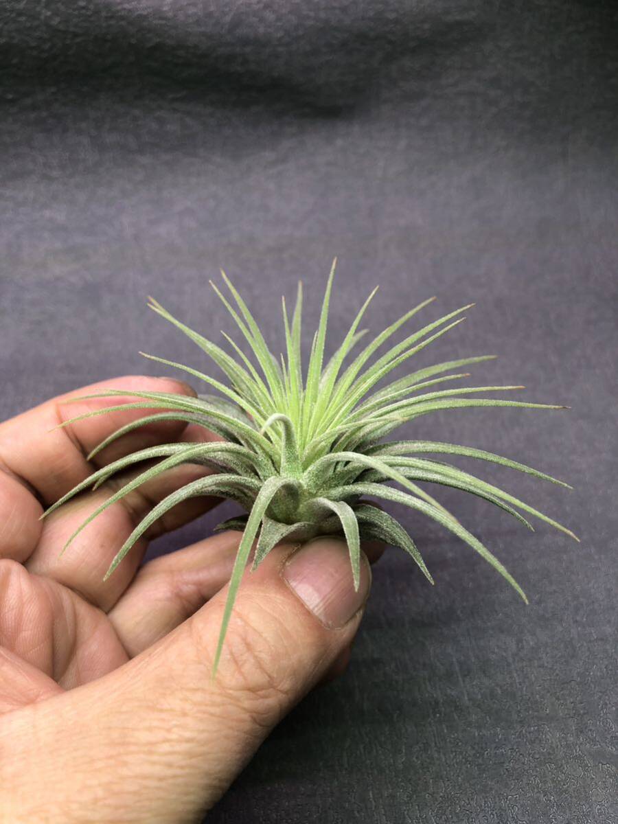 【T003】Tillandsia ionantha Snow Ball チランジア イオナンタ スノーボール・自家産子株・ブロメリア・エアプランツ_画像1