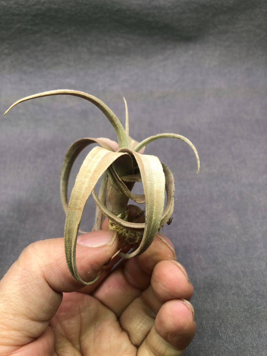 [T009]Tillandsia hegeriti Ran jiahegeli*brome rear * air plant 