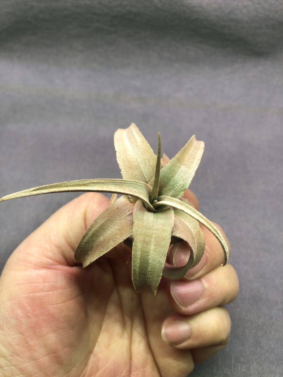 [T009]Tillandsia hegeriti Ran jiahegeli*brome rear * air plant 