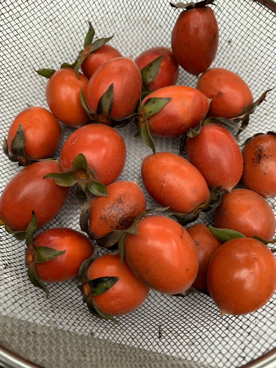 ロウヤ柿　老爺柿の種　D-K_大きな種の実
