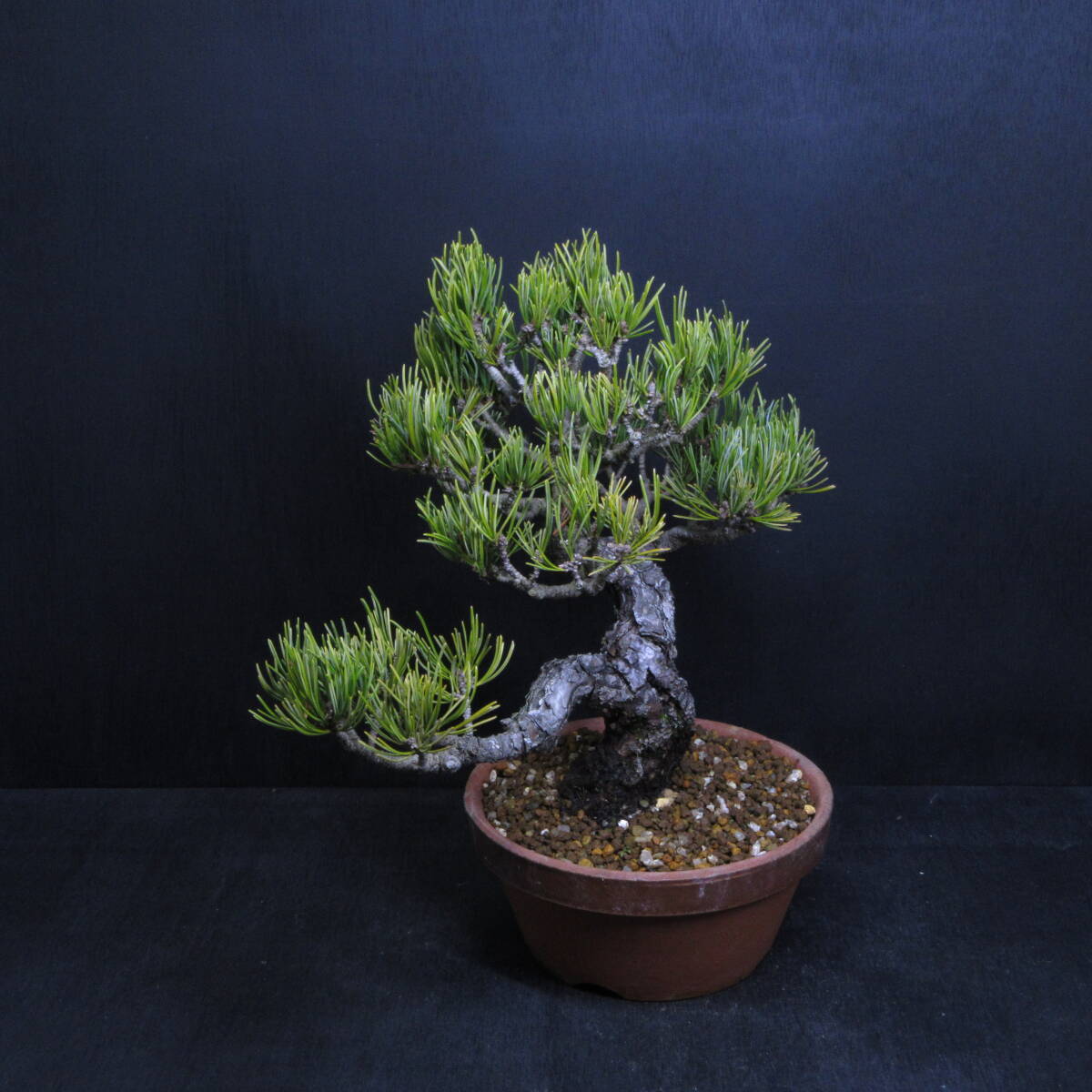 [ pine Kashiwa kind * bonsai ][. leaf pine (goyo horse tsu)]A-1/ bonsai shohin bonsai pine Kashiwa bonsai carefuly selected bonsai material 