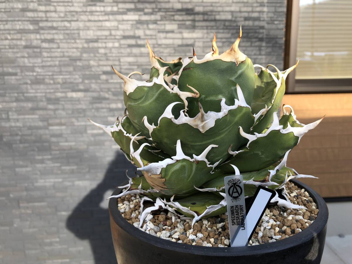 アガベ チタノタ 白鯨 親株出品 オテロイ agave titanota oteroi の画像6