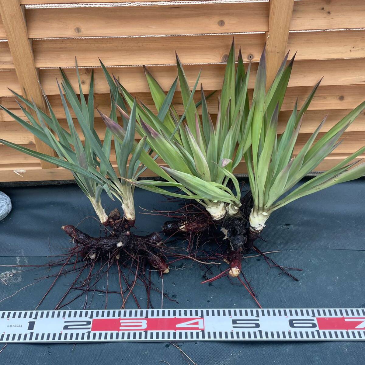 ユッカ ダブルヘッド Yucca キミガヨラン アツバキミガヨラン ユッカ ダブルヘッド Yucca キミガヨラン アツバキミガヨラン