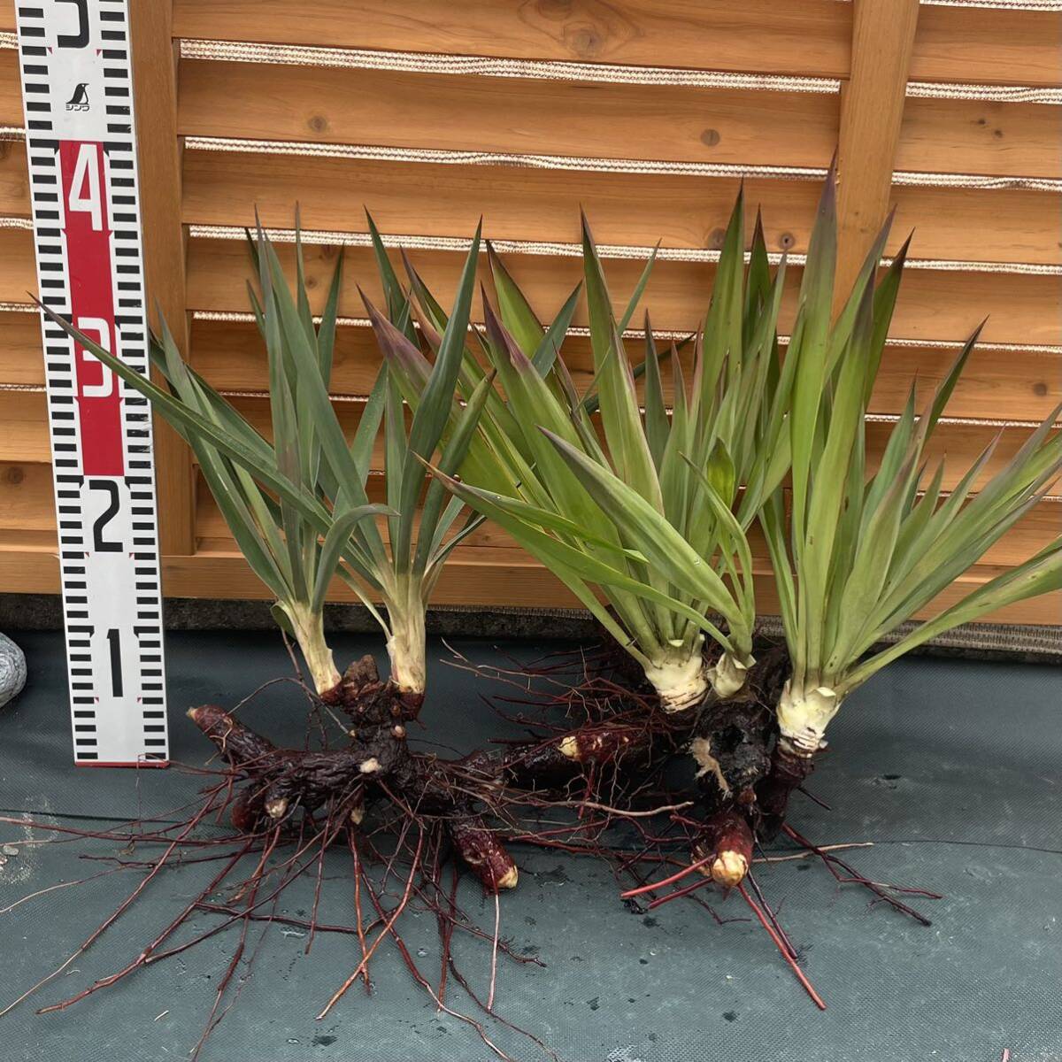 ユッカ ダブルヘッド Yucca キミガヨラン アツバキミガヨラン ユッカ ダブルヘッド Yucca キミガヨラン アツバキミガヨラン