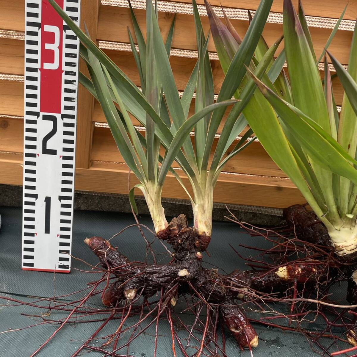 ユッカ ダブルヘッド Yucca キミガヨラン アツバキミガヨラン ユッカ ダブルヘッド Yucca キミガヨラン アツバキミガヨラン
