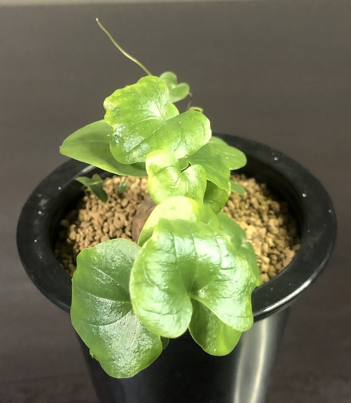 亀甲竜　Dioscorea elephantipes 　ディオスコレア・エレファンティペス　　塊根植物 _画像2