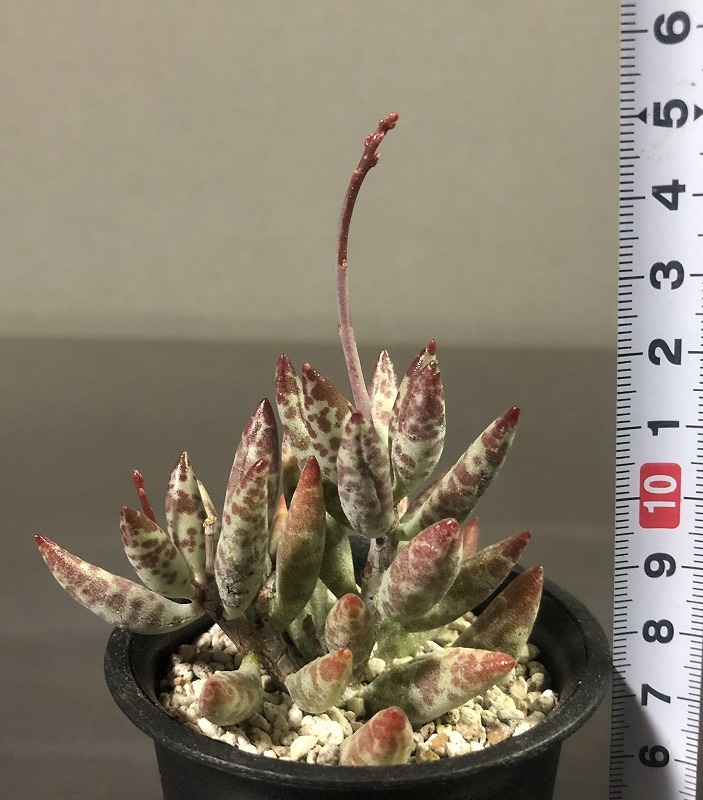 フィリカウリス’コンパクタ’　＆　トリギナス　２鉢セット　Adromischus filicaulis 'compacta' & trigynus　アドロミスクス 　多肉植物_画像6