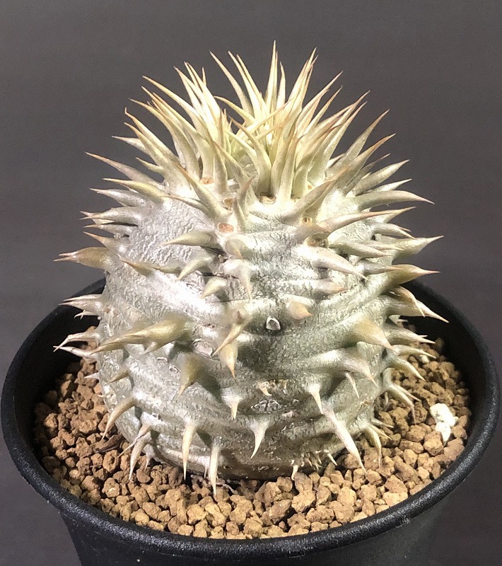 シバの女王の玉櫛　Pachypodium densiflorum 　パキポディウム　塊根植物_画像1