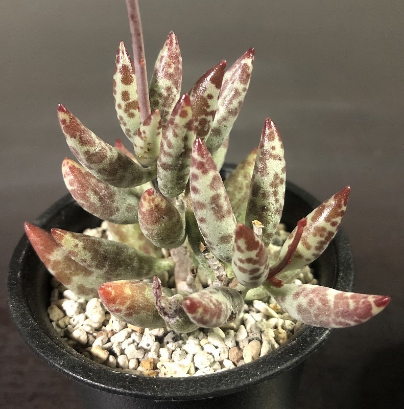 フィリカウリス’コンパクタ’　＆　トリギナス　２鉢セット　Adromischus filicaulis 'compacta' & trigynus　アドロミスクス 　多肉植物_画像2