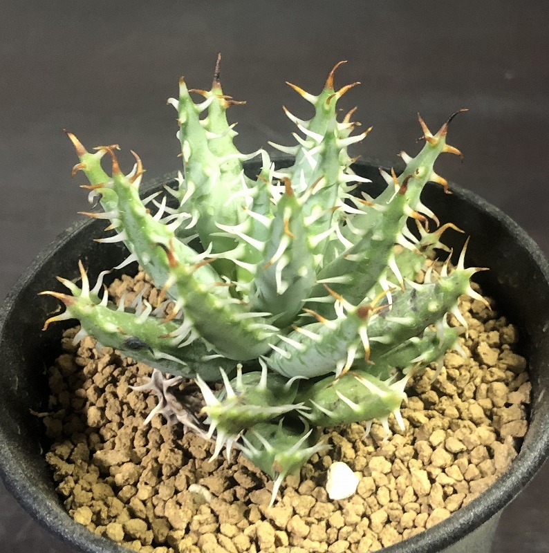 エリナケア　Aloe erinacea 　アロエ　 　多肉植物 _画像2