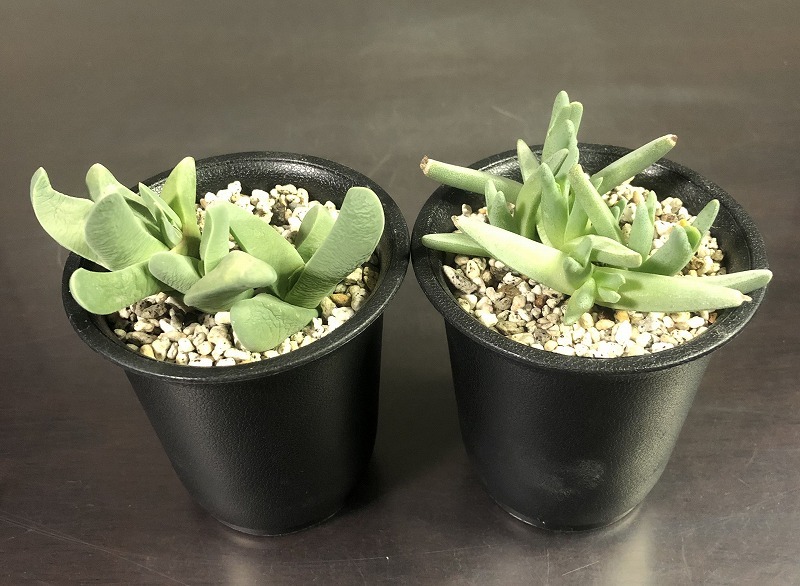 真魚籠(マナゴモリ) & 立鮫　２鉢セット　Cheiridopsis ケイリドプシス　Gibbaeum　ギバエウム　多肉植物 　メセン _画像1