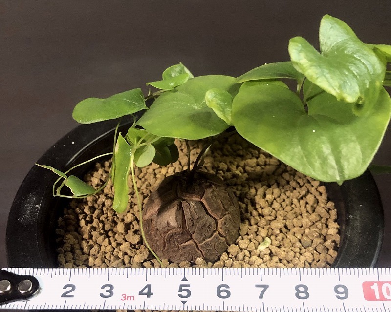 亀甲竜　Dioscorea elephantipes 　ディオスコレア・エレファンティペス　　塊根植物 _画像7