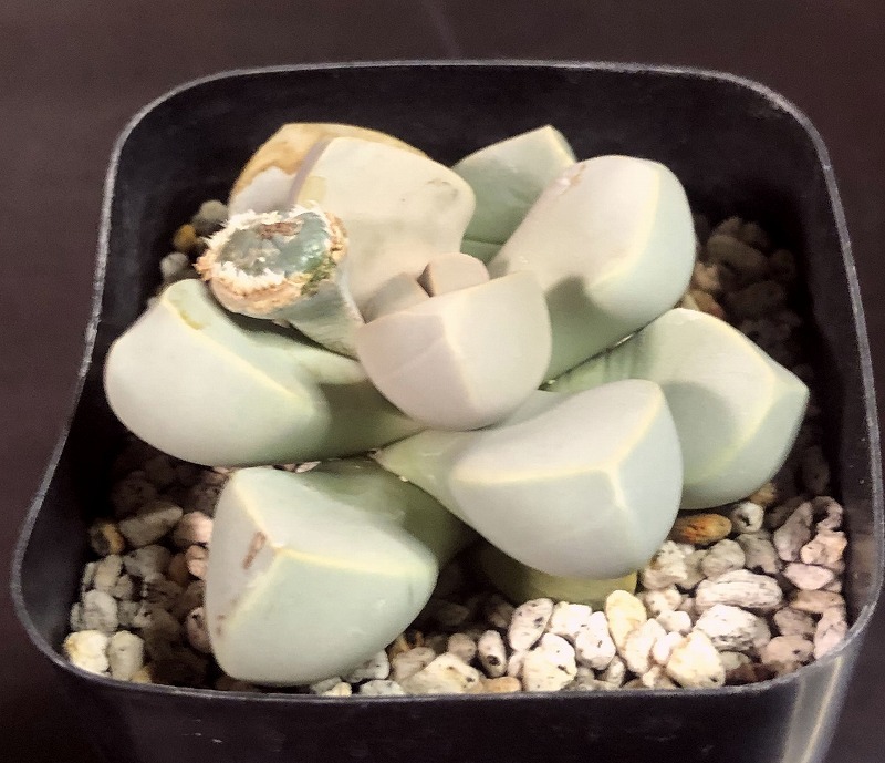 魔玉　２鉢セット　 Lapidaria margaretae　ラピダリア 　多肉植物_画像7