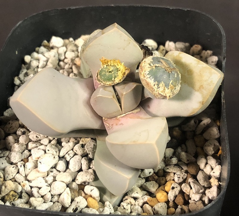 魔玉　２鉢セット　 Lapidaria margaretae　ラピダリア 　多肉植物_画像2