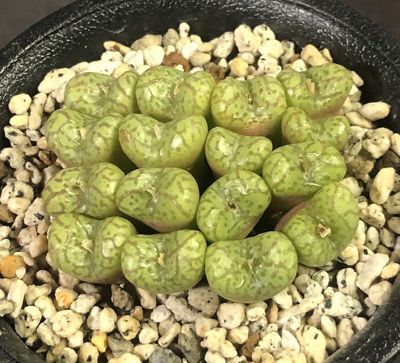 ランベルテンセ・コンスピシウムMG1427.2　＆　ランベルテンセCR1314　２鉢セット　　 コノフィツム 　Conophytum 　多肉植物 _画像6