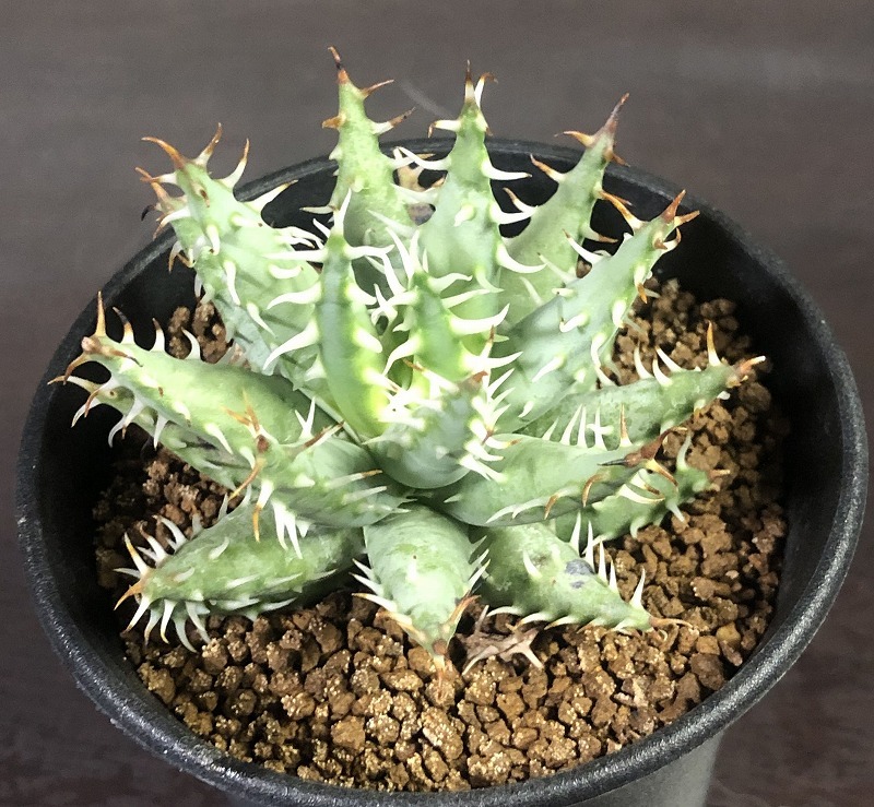 エリナケア　Aloe erinacea 　アロエ　 　多肉植物 _画像1