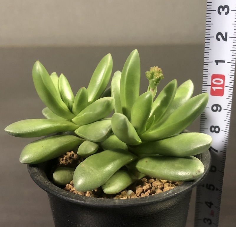 夢稚児　＆　クラバータ　２鉢セット　　Crassula deceptor & clavata 　クラッスラ 　多肉植物 _画像9