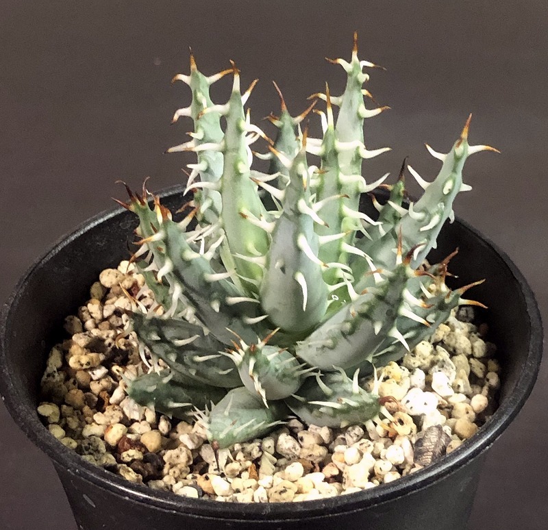 エリナケア　Aloe erinacea 　アロエ 　多肉植物_画像2