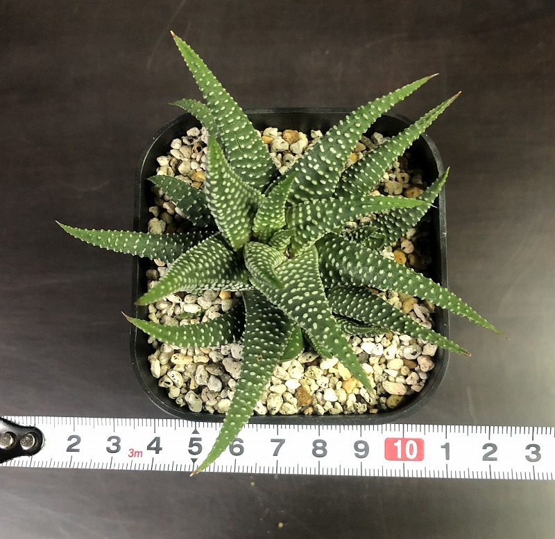 ミニマ・モーゼルアイ　Haworthia minima Morselluai(Airfuld)　　ハオルチア　多肉植物_画像8