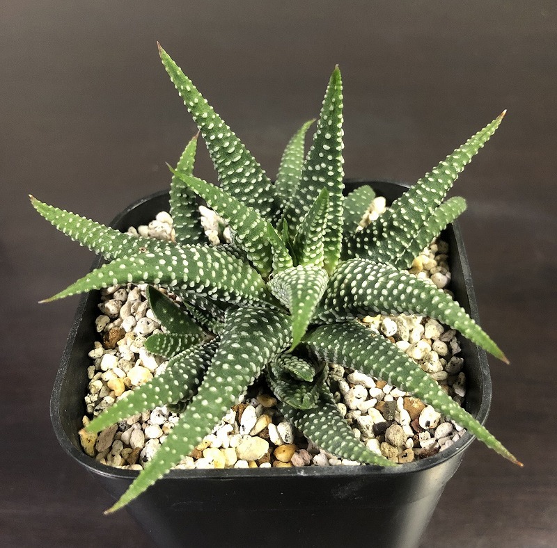 ミニマ・モーゼルアイ　Haworthia minima Morselluai(Airfuld)　　ハオルチア　多肉植物_画像1