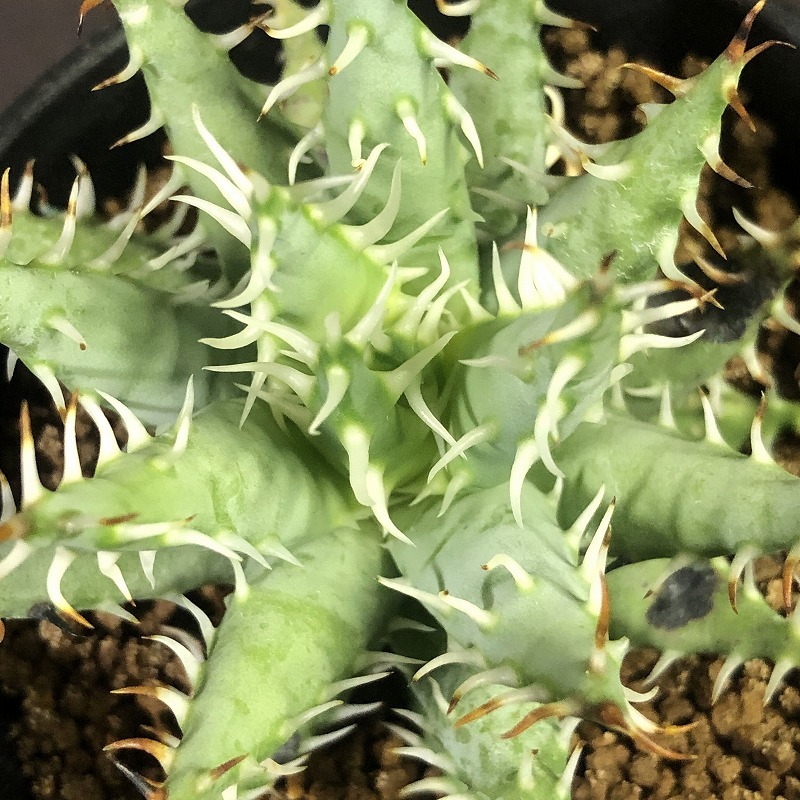 エリナケア　Aloe erinacea 　アロエ　 　多肉植物 _画像3