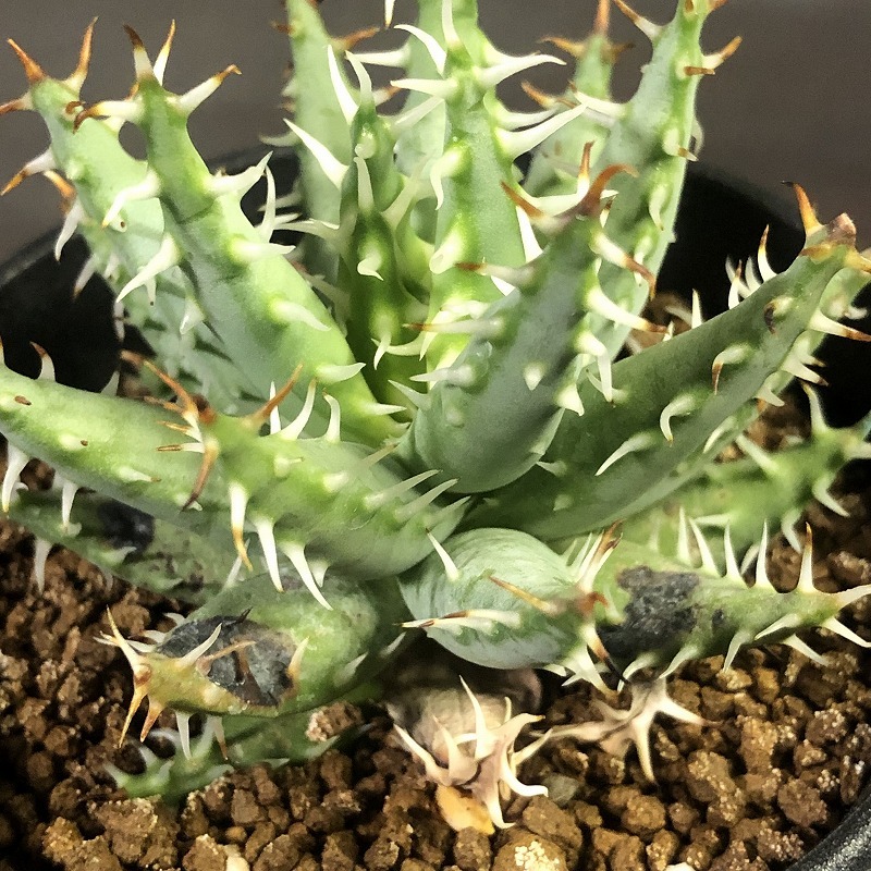 エリナケア　Aloe erinacea 　アロエ　 　多肉植物 _画像6