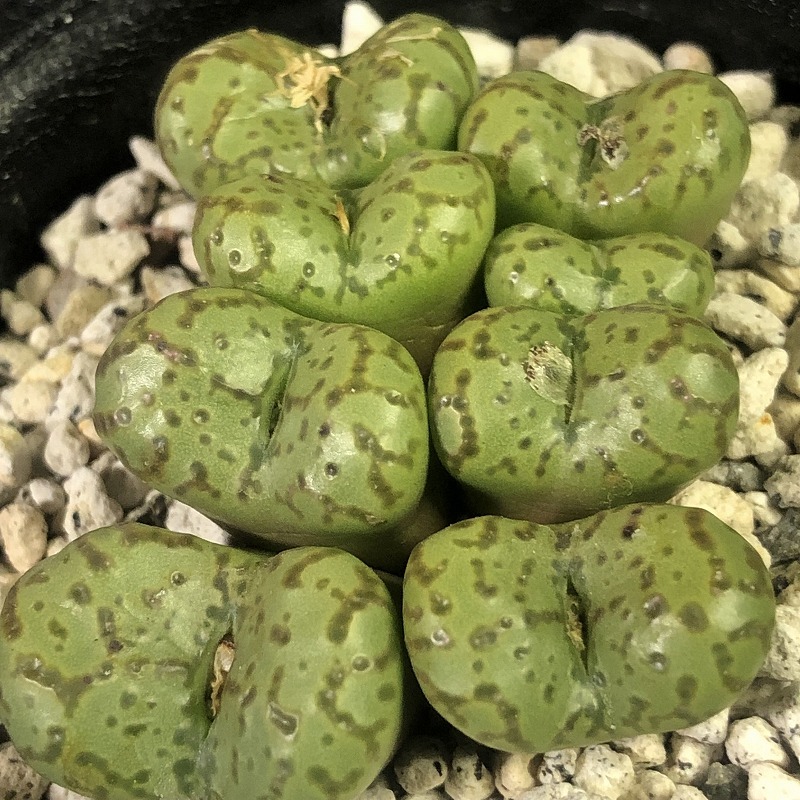 ランベルテンセ・コンスピシウムMG1427.2　＆　ランベルテンセCR1314　２鉢セット　　 コノフィツム 　Conophytum 　多肉植物 _画像4