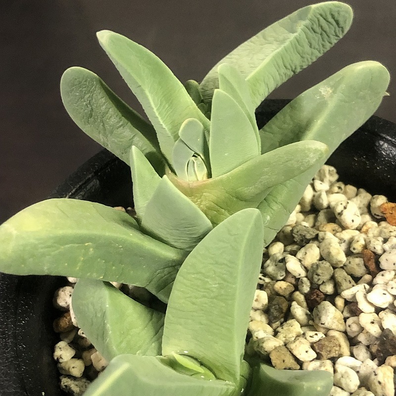 真魚籠(マナゴモリ) & 立鮫　２鉢セット　Cheiridopsis ケイリドプシス　Gibbaeum　ギバエウム　多肉植物 　メセン _画像3