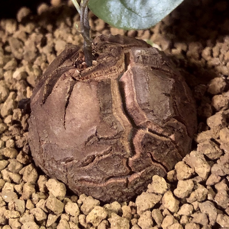 亀甲竜　Dioscorea elephantipes 　ディオスコレア・エレファンティペス　　塊根植物 _画像5